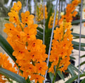 Orange Paphiopedilum Flower seeds for Planting Low Maintenance, Heirloom & GMO Free Seeds for Home Garden seeds for planting