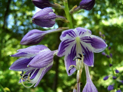 Ventricosa Hosta Flower seeds for Planting Bright Blooms Heirloom & GMO Free Seeds for Home Garden
