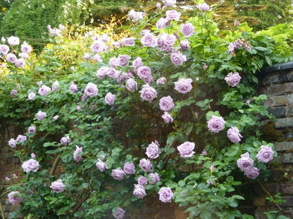 Purple Climbing Rose Seeds for Planting