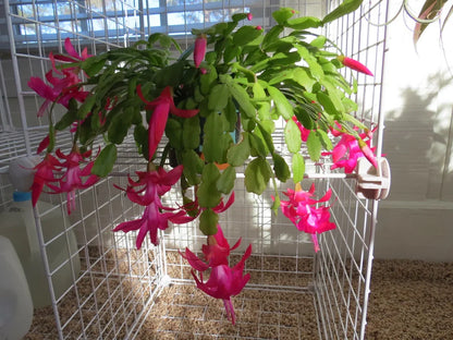 Rosy Schlumbergera Flower Seed Flower seeds for Planting Long Bloom Season Heirloom & GMO Free Seeds for Home Garden