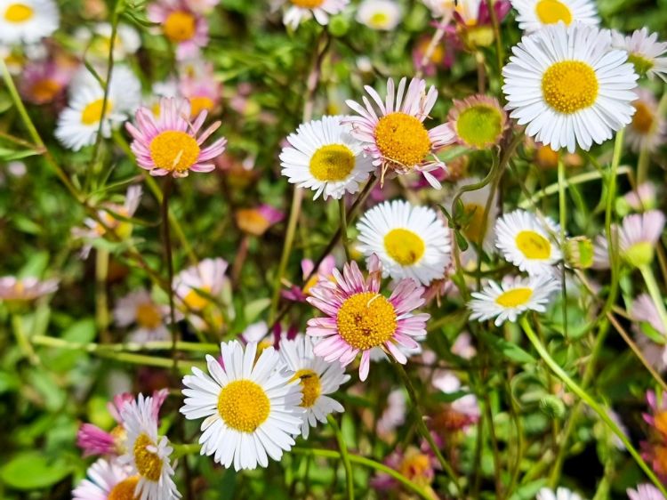 Premium Erigeron Karvinskianus Flower seeds for Planting Fragrant Blossoms, Heirloom & GMO Free Seeds for Home Garden seeds