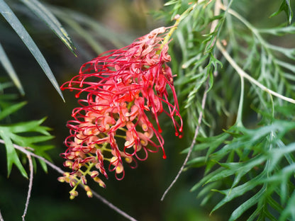Grevillea Flower seeds for Planting Colorful Display Heirloom & GMO Free Seeds for Home Garden