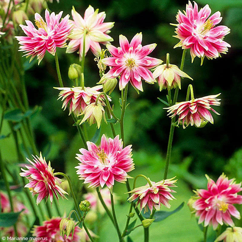 Barlow Columbine Flower seeds for Planting Shade Tolerant Heirloom & GMO Free Seeds for Home Garden