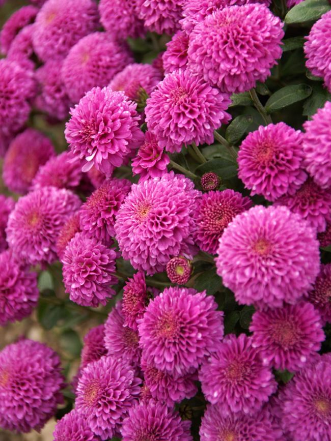 High quality Deep Pink Chrysanthemum Flower seeds for Planting Pollinator Friendly, Heirloom & GMO Free Seeds for Home Garden seeds pack