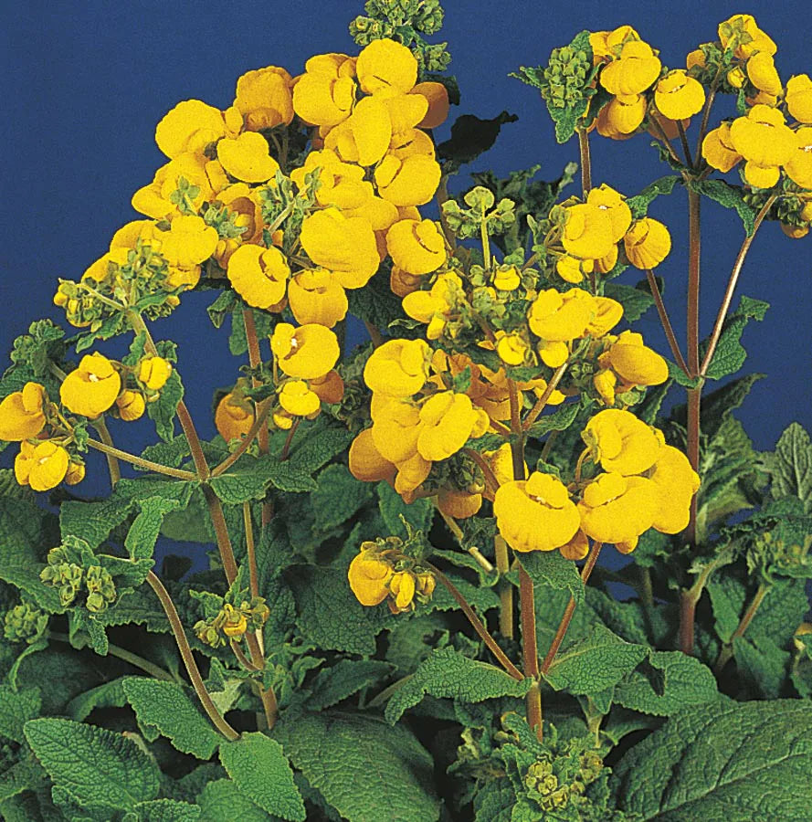 Premium Calceolaria Flower seeds for Planting Perfect for Borders, Heirloom & GMO Free Seeds for Home Garden seeds