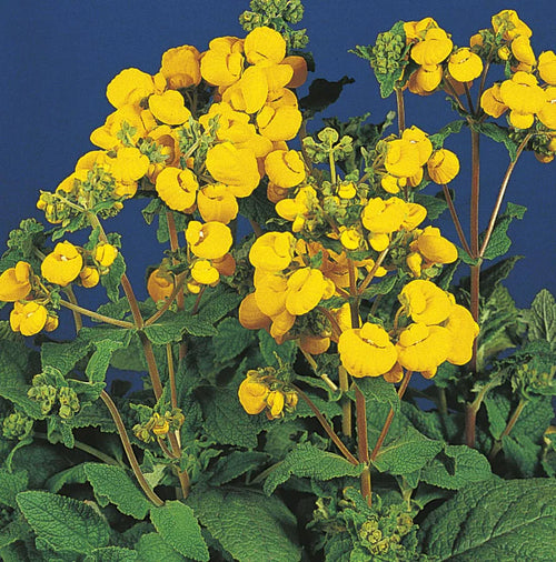 Premium Calceolaria Flower seeds for Planting Perfect for Borders, Heirloom & GMO Free Seeds for Home Garden seeds