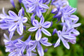 Agapanthus Africanus Flower seeds for Planting Shade Tolerant, Heirloom & GMO Free Seeds for Home Garden seeds for planting