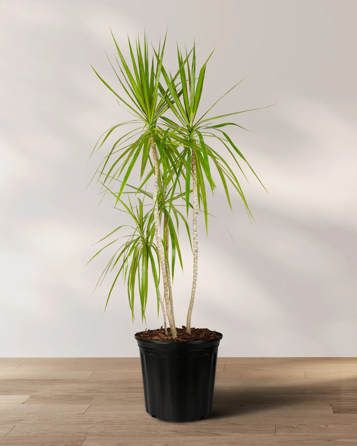 Green Dracaena Palm Flower seeds for Planting - Bright Blooms, Heirloom & GMO Free Seeds for Home Garden