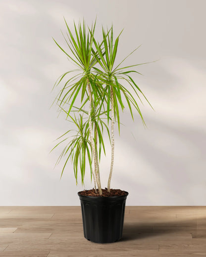 Green Dracaena Palm Flower seeds for Planting - Bright Blooms, Heirloom & GMO Free Seeds for Home Garden