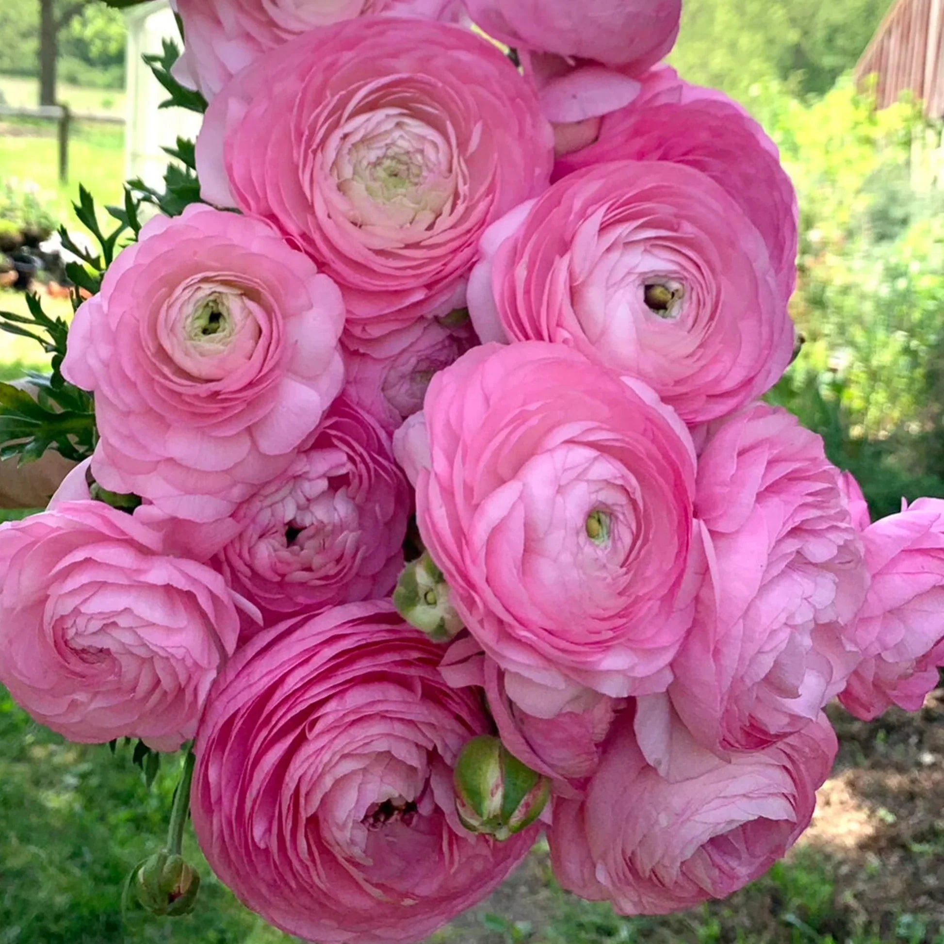 Premium Pink White Ranunculus Flower seeds for Planting Garden Favorite, Heirloom & GMO Free Seeds for Home Garden seeds