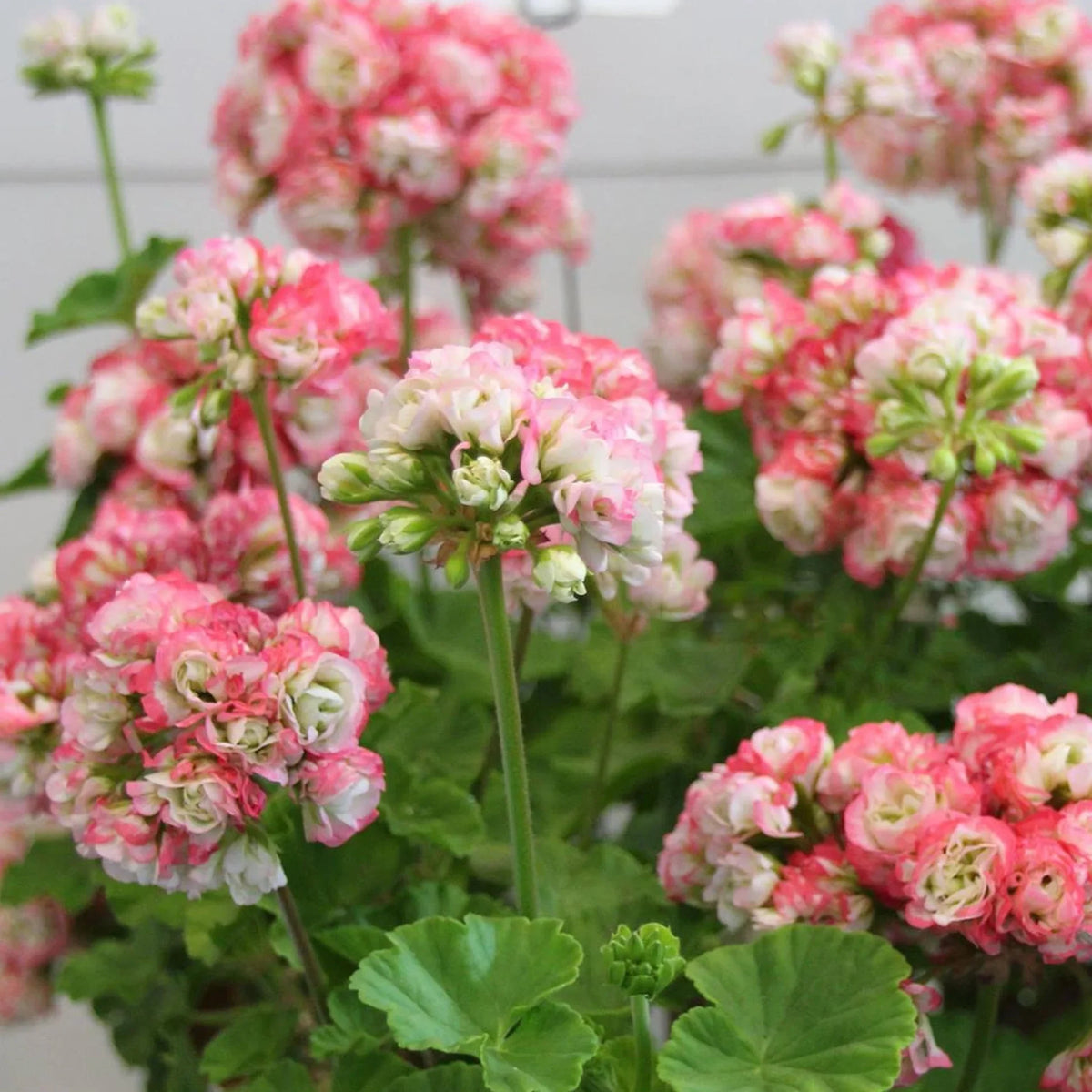 Geranium Apple Blossom Flower seeds for Planting - Vibrant Colors, Heirloom & GMO Free Seeds for Home Garden