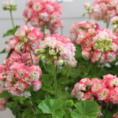 Geranium Apple Blossom Flower seeds for Planting - Vibrant Colors, Heirloom & GMO Free Seeds for Home Garden