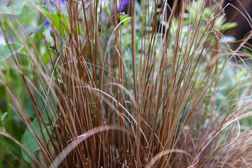 Carex Comans Flower seeds for Planting Easy to Grow, Heirloom & GMO Free Seeds for Home Garden seeds for planting