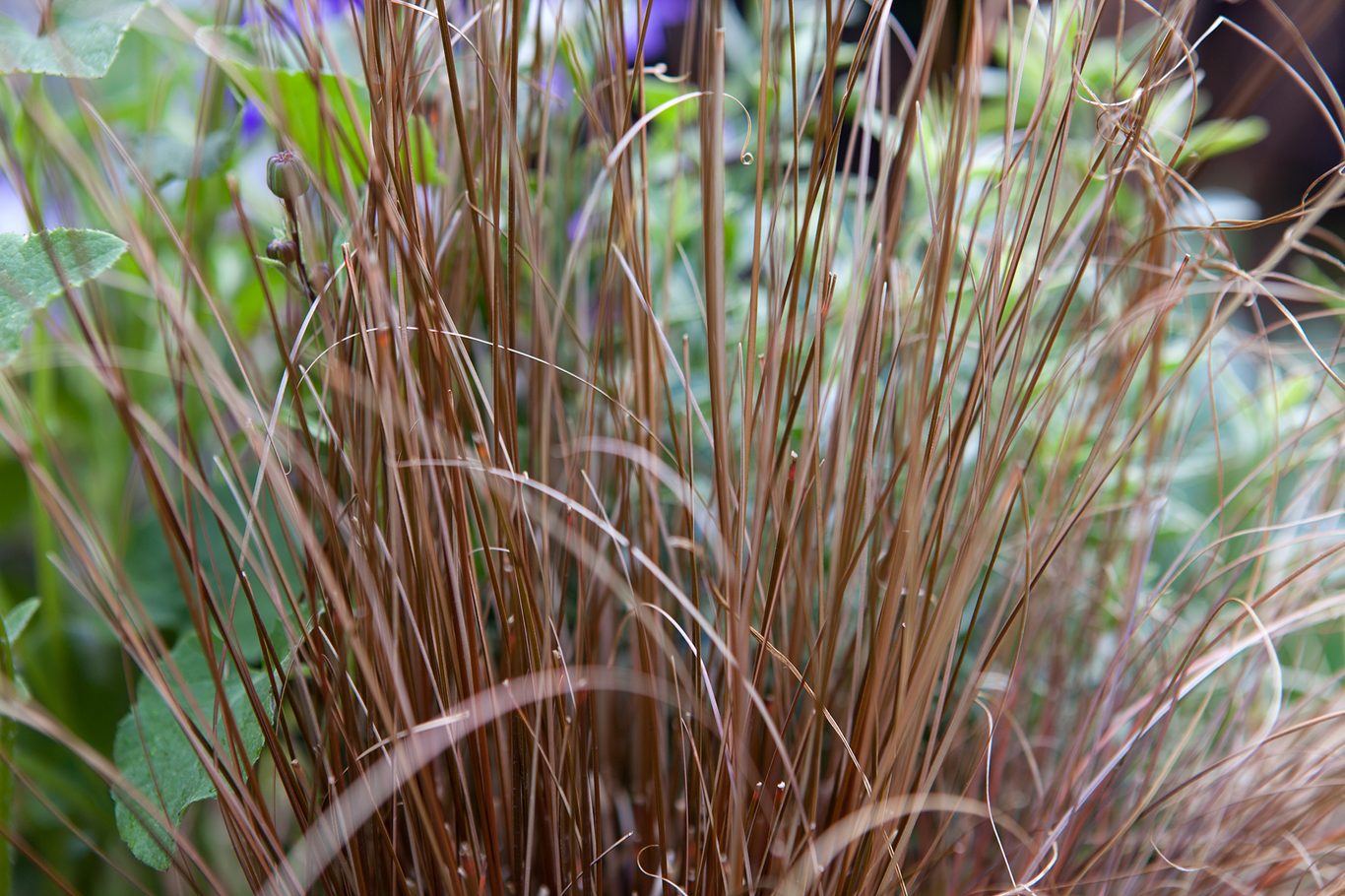 Carex Comans Flower seeds for Planting Easy to Grow, Heirloom & GMO Free Seeds for Home Garden seeds for planting