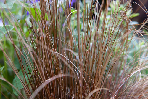 Carex Comans Flower seeds for Planting Easy to Grow, Heirloom & GMO Free Seeds for Home Garden seeds for planting