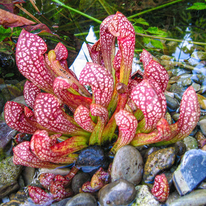 Scarlet Sarracenia Carnivorous Flower seeds for Planting Long Bloom Season Heirloom & GMO Free Seeds for Home Garden