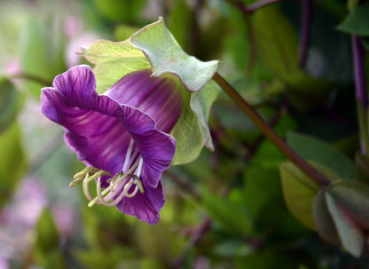 Heirloom Cobaea Bells Flower seeds for Planting Garden Favorite Heirloom & GMO Free Seeds for Home Garden