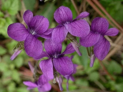 Philippica Flower seeds for Planting Cottage Garden Essential Heirloom & GMO Free Seeds for Home Garden