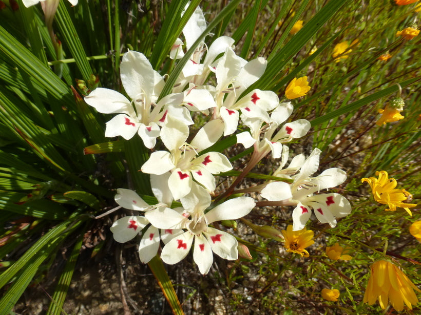 Babiana Tubulosa Flower seeds for Planting Bright Blooms Heirloom & GMO Free Seeds for Home Garden