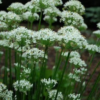 White Eupatorium Perfoliatum Flower seeds for Planting Vibrant Colors, Heirloom & GMO Free Seeds for Home Garden vegetable and garden seeds