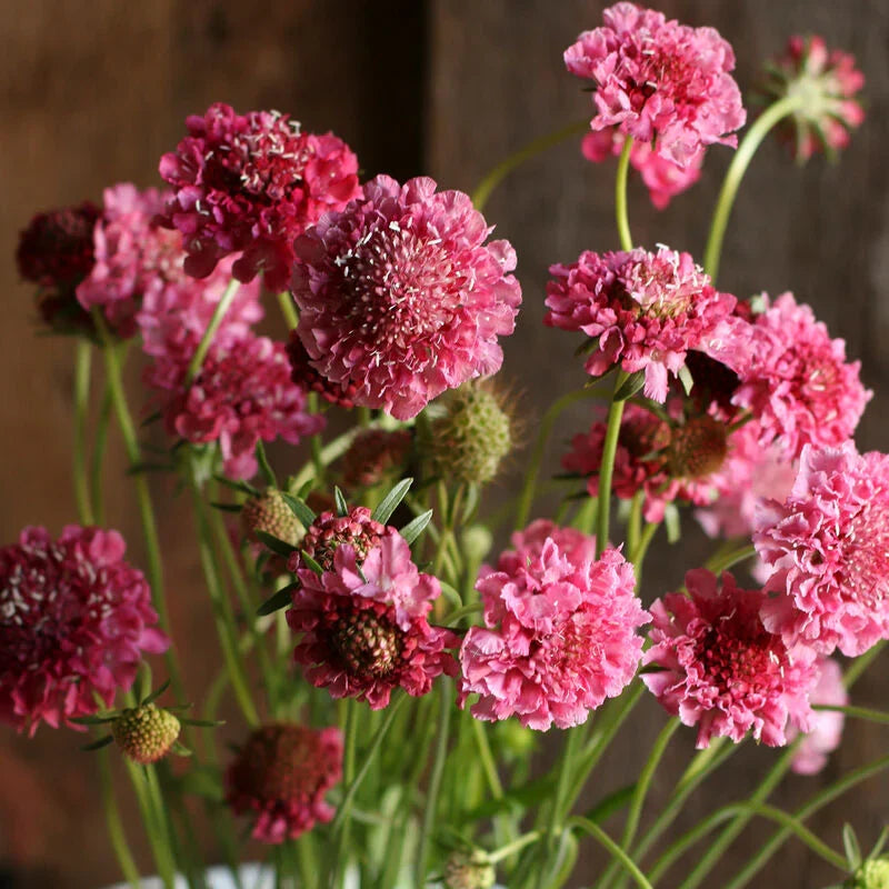Pink Scabiosa Flower seeds for Planting Fragrant Blossoms, Heirloom & GMO Free Seeds for Home Garden vegetable and garden seeds