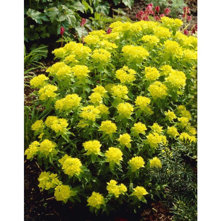 Premium Yellow Euphorbia Polychroma Flower seeds for Planting Wildflower Mix, Heirloom & GMO Free Seeds for Home Garden seeds