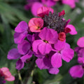 Purple Pink Linifolium Flower seeds for Planting Perfect for Borders, Heirloom & GMO Free Seeds for Home Garden seeds for planting