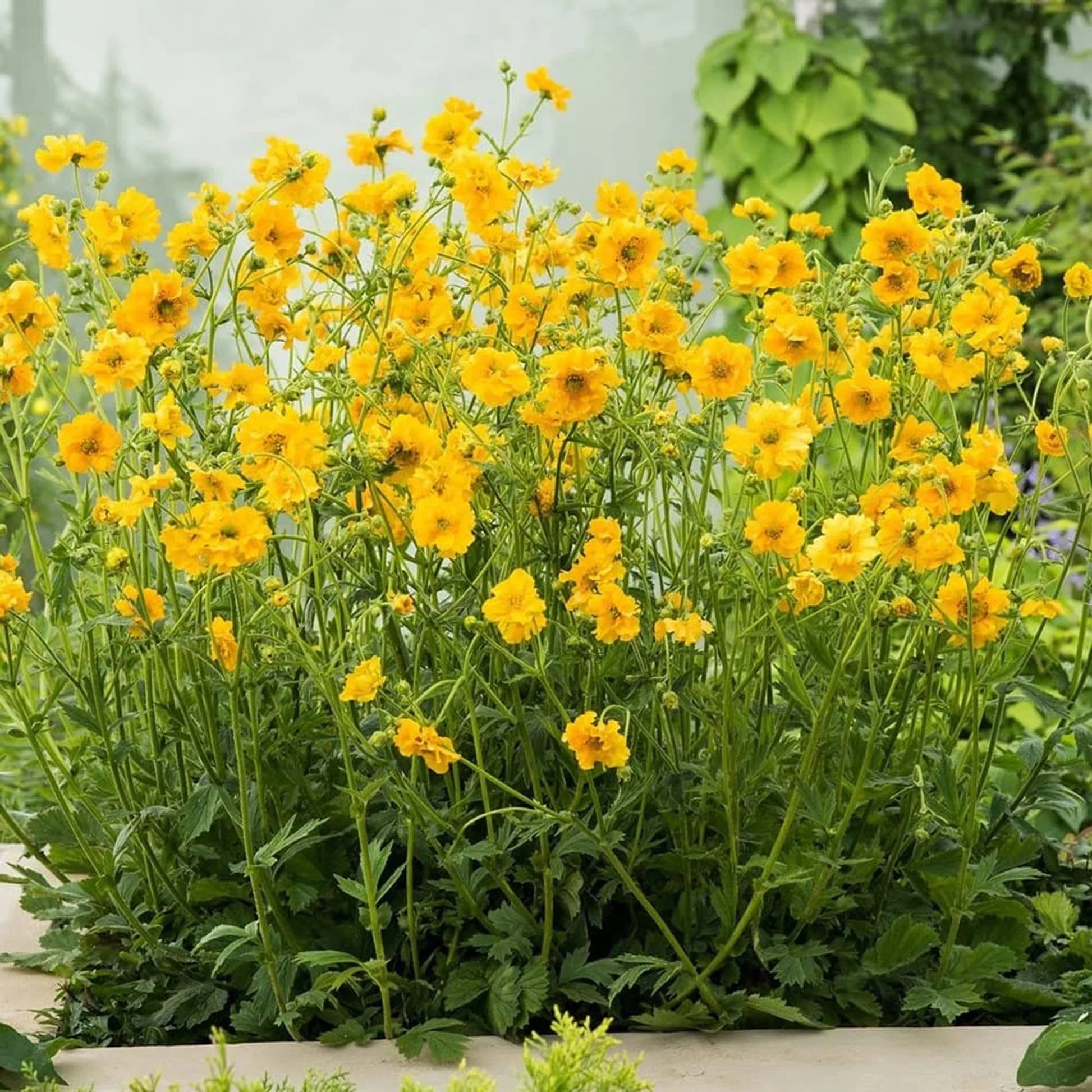 High quality Lady Stratheden Flower seeds for Planting Premium Quality Heirloom & GMO Free Seeds for Home Garden seeds pack