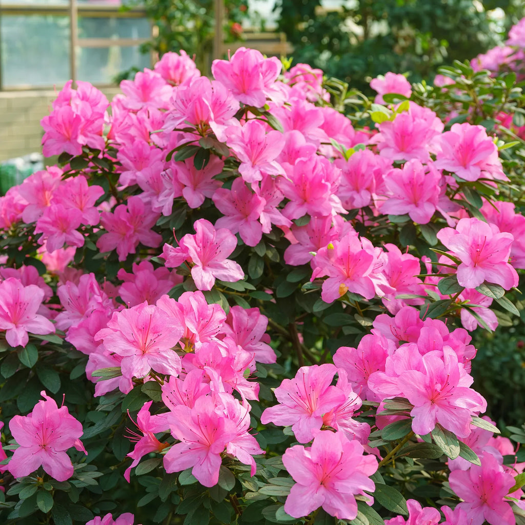 Azalea Flower seeds for Planting Easy to Grow, Heirloom & GMO Free Seeds for Home Garden vegetable and garden seeds