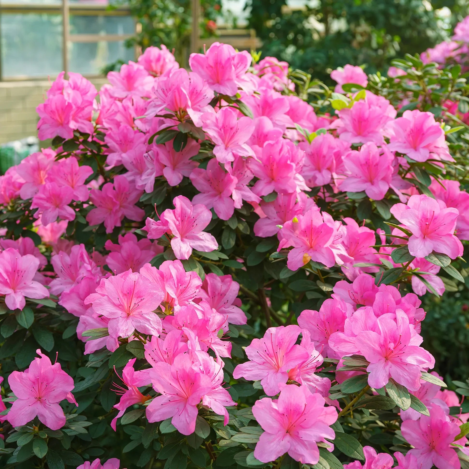 Azalea Flower seeds for Planting Easy to Grow, Heirloom & GMO Free Seeds for Home Garden vegetable and garden seeds