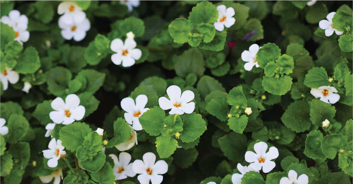 Bacopa Colgantes Flower seeds for Planting Vibrant Colors, Heirloom & GMO Free Seeds for Home Garden vegetable and garden seeds