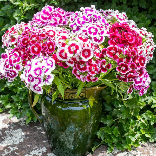 Premium Mixed Barbatus Flower seeds for Planting Wildflower Mix, Heirloom & GMO Free Seeds for Home Garden seeds