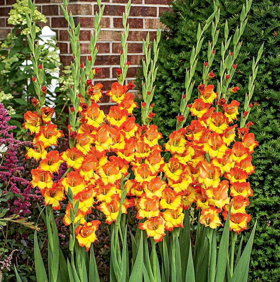Orange Yellow Gladiolus Flower seeds for Planting Pollinator Friendly, Heirloom & GMO Free Seeds for Home Garden vegetable and garden seeds