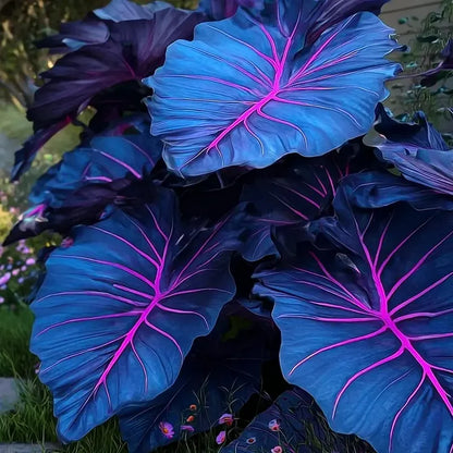 Dark Blue Caladium Flower seeds for Planting - Colorful Display, Heirloom & GMO Free Seeds for Home Garden
