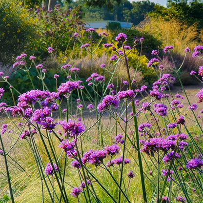 Verbena Bonariensis Flower seeds for Planting Cut Flower Favorite Heirloom & GMO Free Seeds for Home Garden