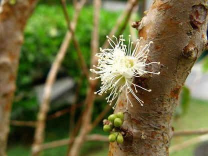 Plinia Flower seeds for Planting - Hardy Variety, Heirloom & GMO Free Seeds for Home Garden