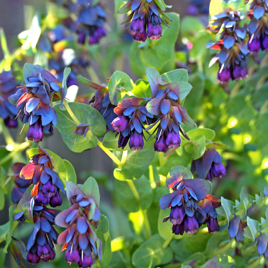 Blue Cerinthe Flower Seeds for Planting Heirloom, Non GMO, Compact Growth Garden Seeds vegetable and garden seeds