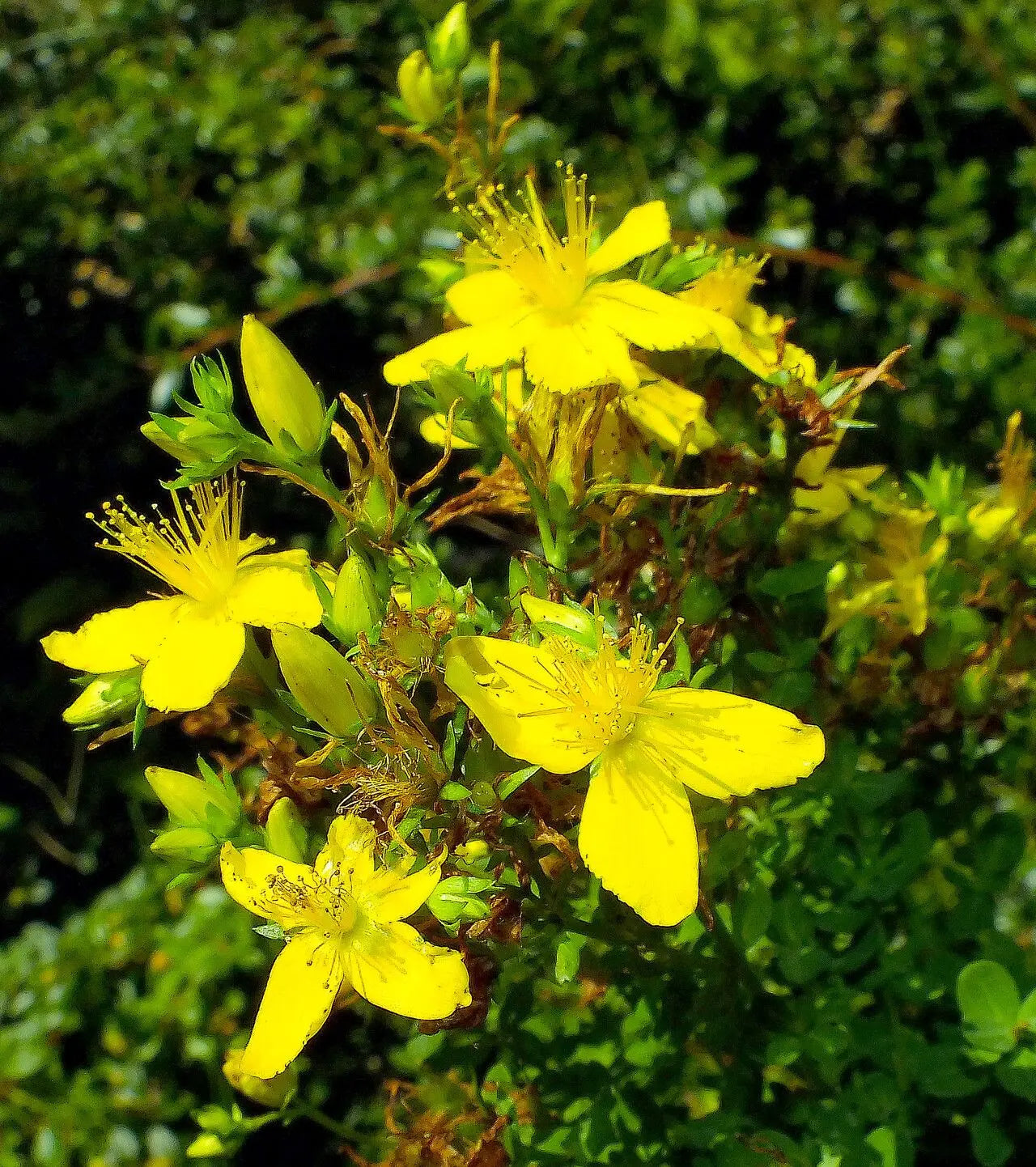 Yellow Flower Pot Flower seeds for Planting Cut Flower Favorite, Heirloom & GMO Free Seeds for Home Garden vegetable and garden seeds