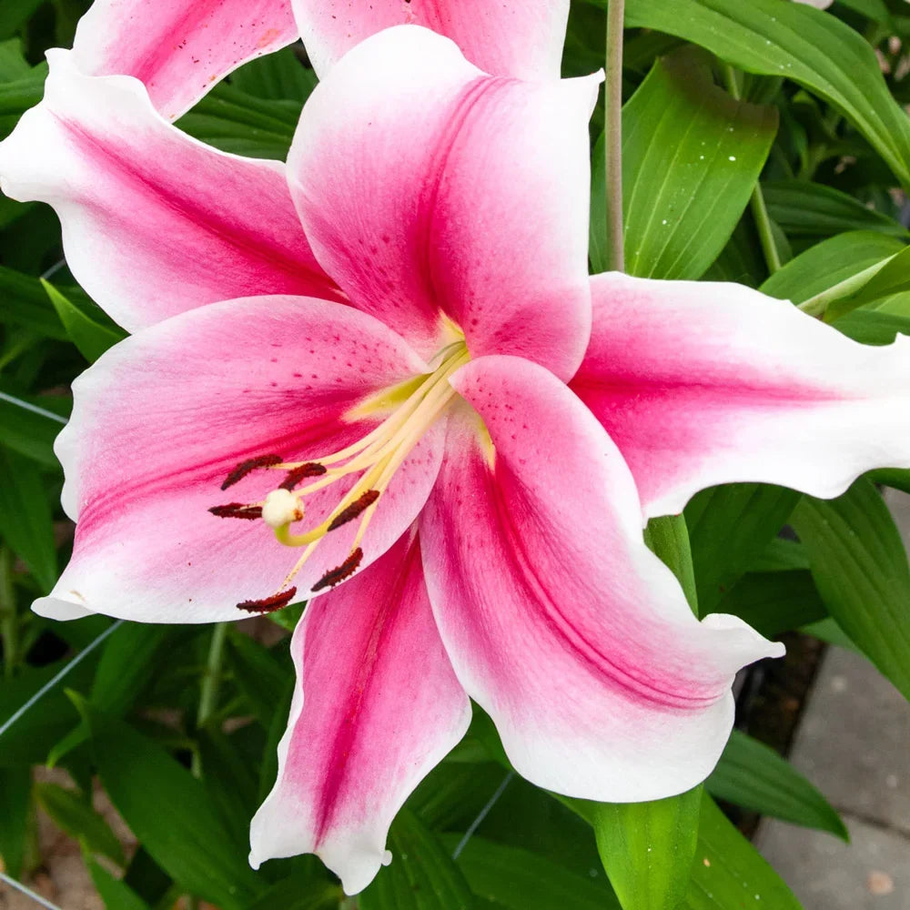 Premium Pink White Nolilis Flower seeds for Planting Cut Flower Favorite, Heirloom & GMO Free Seeds for Home Garden seeds