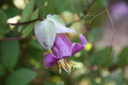 Heirloom Cobaea Bells Flower seeds for Planting Garden Favorite Heirloom & GMO Free Seeds for Home Garden