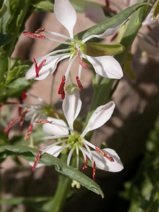 Oenothera Suffrutescens Flower seeds for Planting Cut Flower Favorite, Heirloom & GMO Free Seeds for Home Garden vegetable and garden seeds