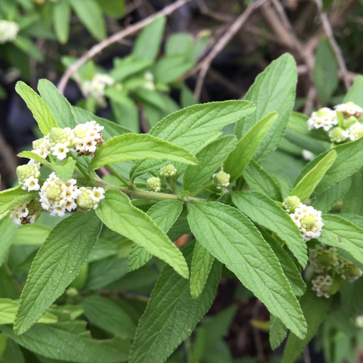 Premium Green Lippia Javanica Flower seeds for Planting Bright Blooms, Heirloom & GMO Free Seeds for Home Garden seeds