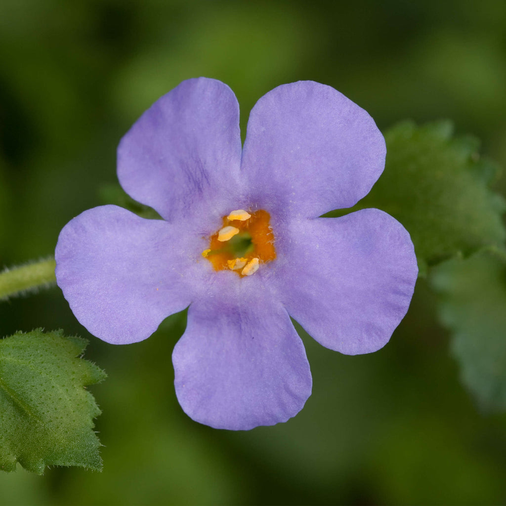 Gulliver Flower seeds for Planting Drought Tolerant, Heirloom & GMO Free Seeds for Home Garden vegetable and garden seeds