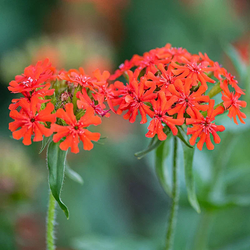 Maltese Cross Flower seeds for Planting, Perfect for Borders Heirloom & GMO Free Seeds for Home Garden