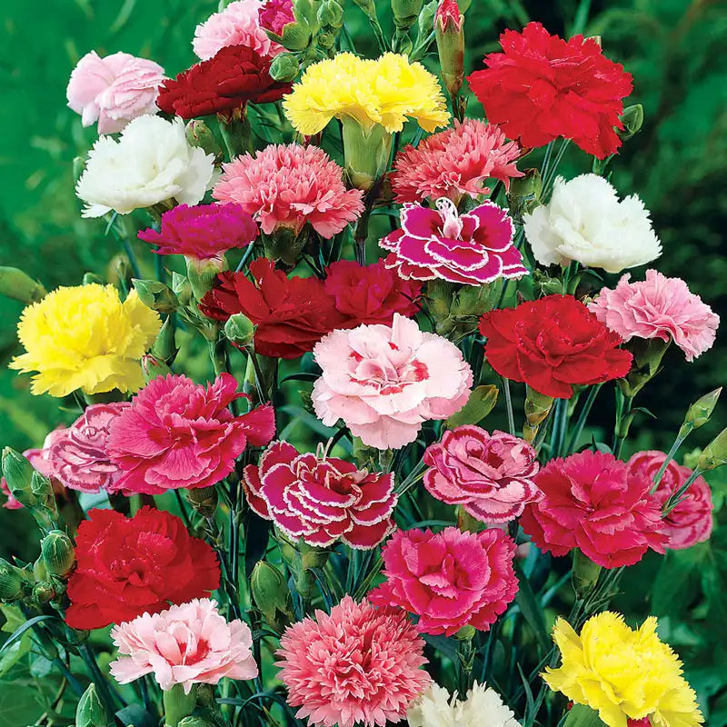 High quality Deep Red Carnation Flower seeds for Planting Premium Quality, Heirloom & GMO Free Seeds for Home Garden seeds pack