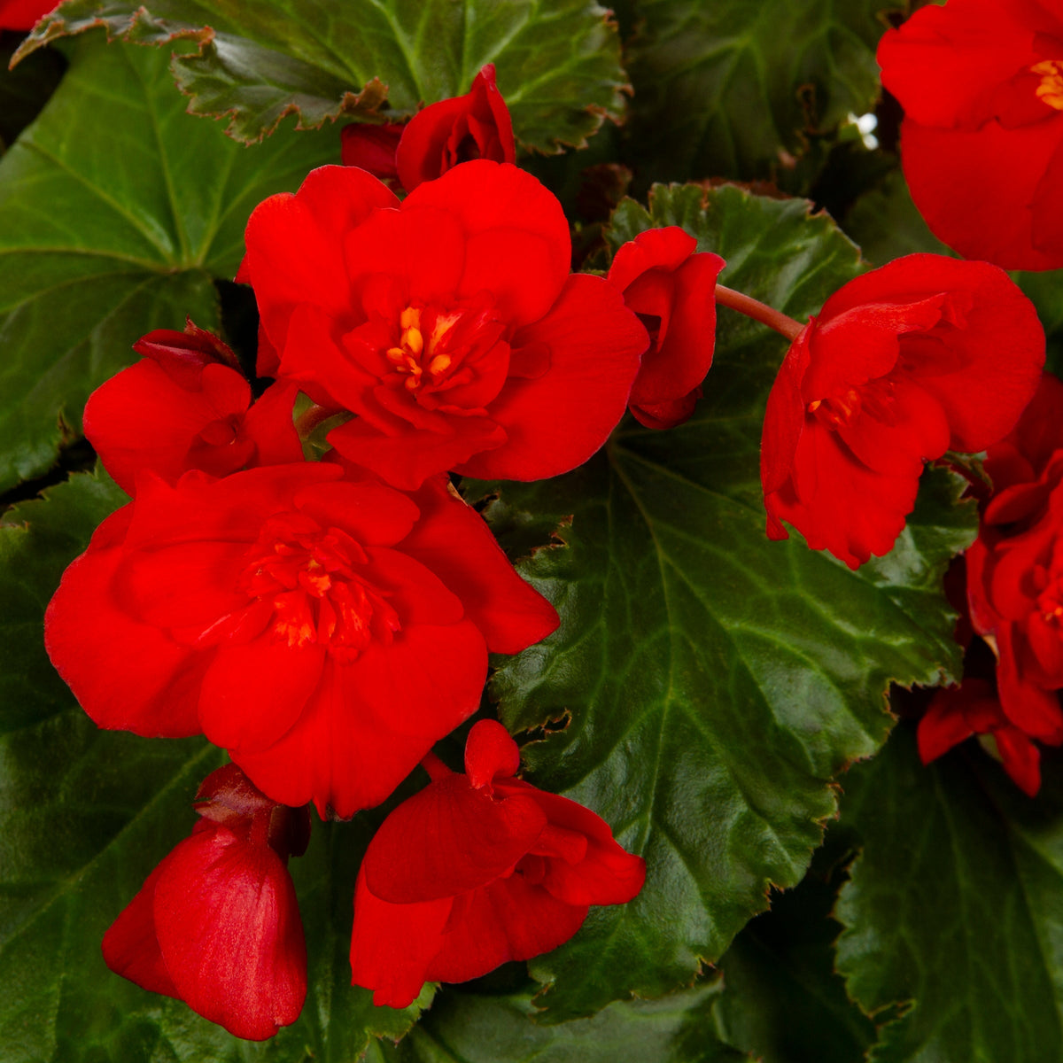 Tuberous Begonia Red Flower seeds for Planting - Garden Favorite, Heirloom & GMO Free Seeds for Home Garden