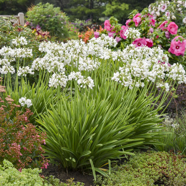 Premium Agapanthus Flower seeds for Planting Pollinator Friendly, Heirloom & GMO Free Seeds for Home Garden seeds
