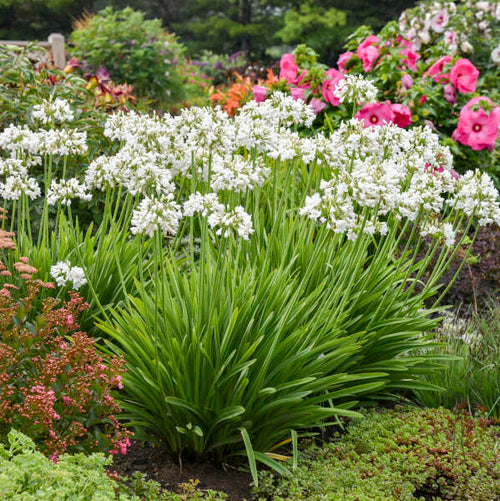 Premium Agapanthus Flower seeds for Planting Pollinator Friendly, Heirloom & GMO Free Seeds for Home Garden seeds
