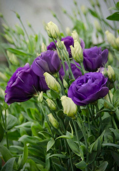 Purple Echo Lisianthus Flower seeds for Planting Long Bloom Season Heirloom & GMO Free Seeds for Home Garden