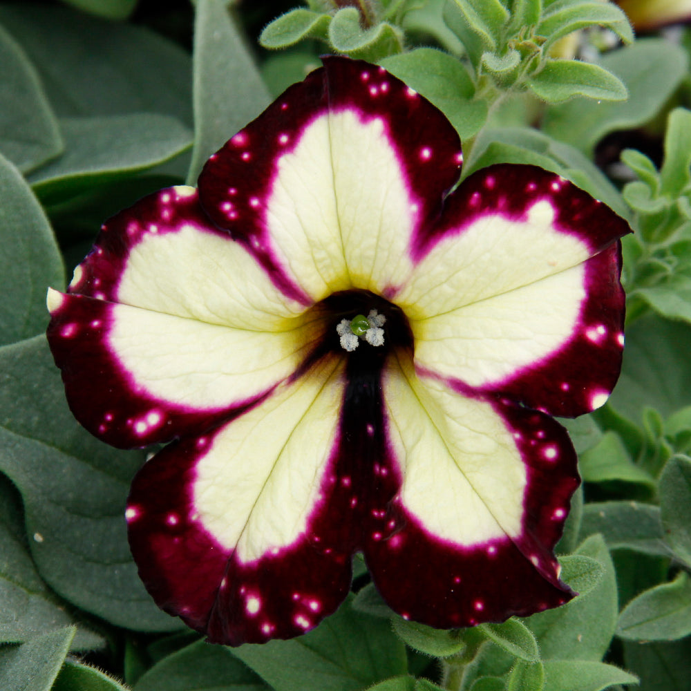 White & Maroon Petunia Flower seeds for Planting Easy to Grow, Heirloom & GMO Free Seeds for Home Garden vegetable and garden seeds